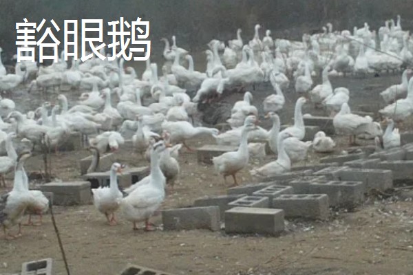 鹅与鸭的区别，外形和叫声均不同