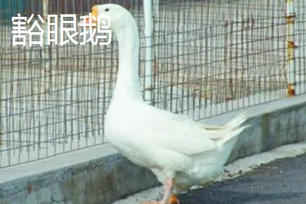 鹅与鸭的区别，外形和叫声均不同
