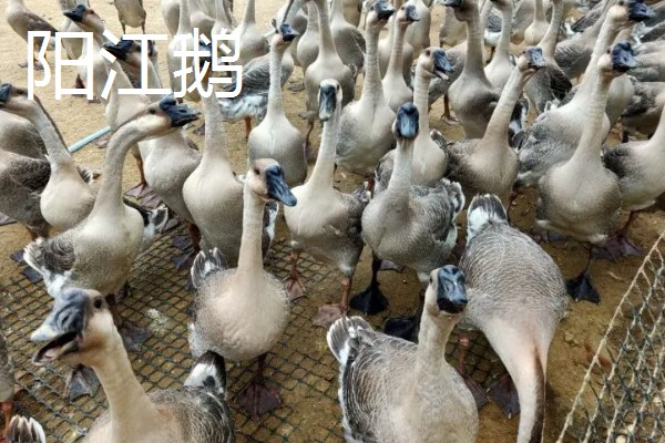 鹅与鸭的区别，外形和叫声均不同