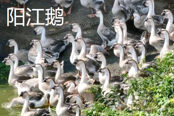 鹅与鸭的区别，外形和叫声均不同