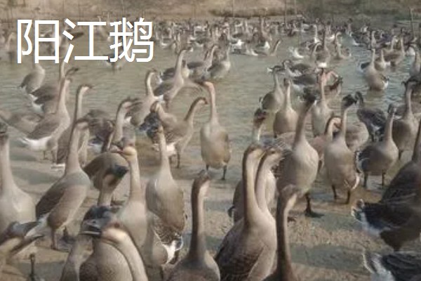 鹅与鸭的区别，外形和叫声均不同