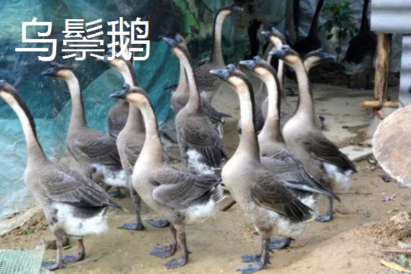 鹅与鸭的区别，外形和叫声均不同