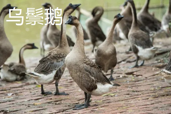 鹅与鸭的区别，外形和叫声均不同