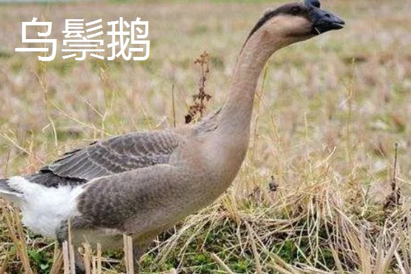 鹅与鸭的区别，外形和叫声均不同