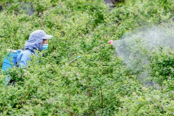 明星蓝莓的品种特性，果实平均过重为1.6克