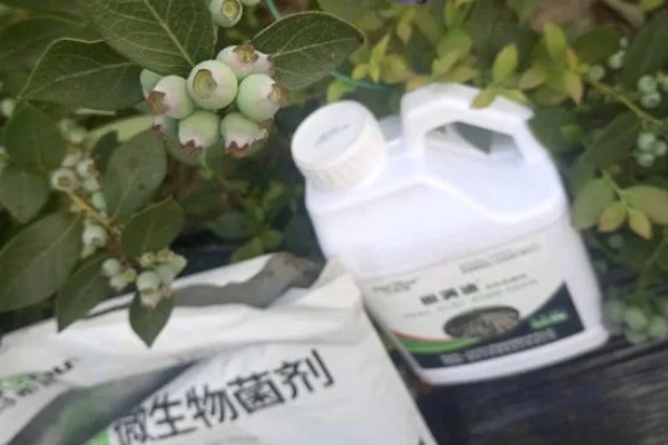 明星蓝莓的品种特性，果实平均过重为1.6克