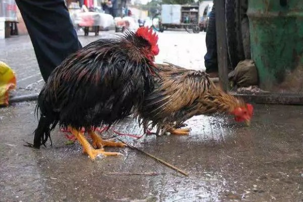 鸡淋了大雨怎么补救,一定要把鸡身上的雨水弄干