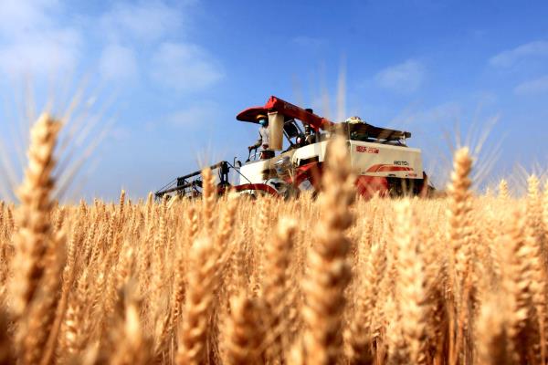 北方小麦的收割时间，春小麦一般在7月中下旬收获