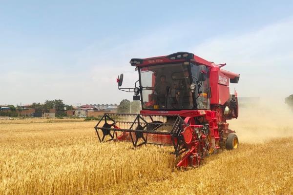 北方小麦的收割时间，春小麦一般在7月中下旬收获