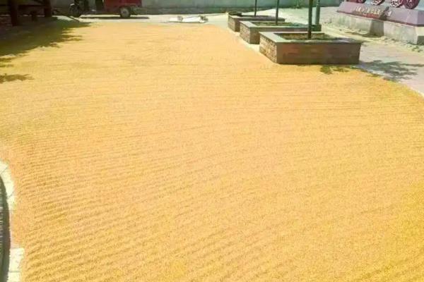 北方小麦的收割时间，春小麦一般在7月中下旬收获