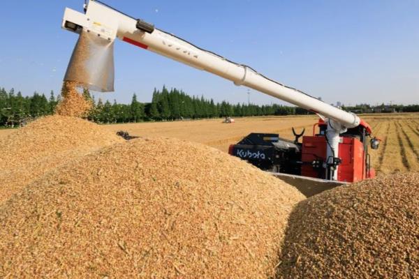 北方小麦的收割时间，春小麦一般在7月中下旬收获