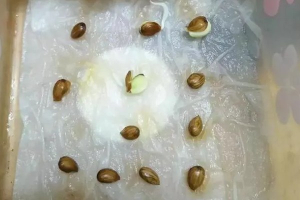 车厘子树苗的养殖方式，生长初期每隔15天追施一次氮肥