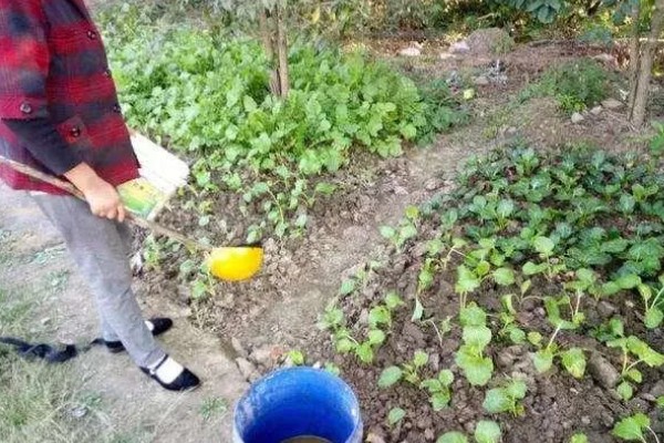 淘米水如何浇菜,先进行发酵处理