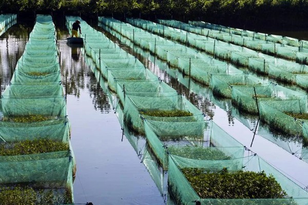 养殖黄鳝喂什么食物，以动物内脏为主、植物草料为辅