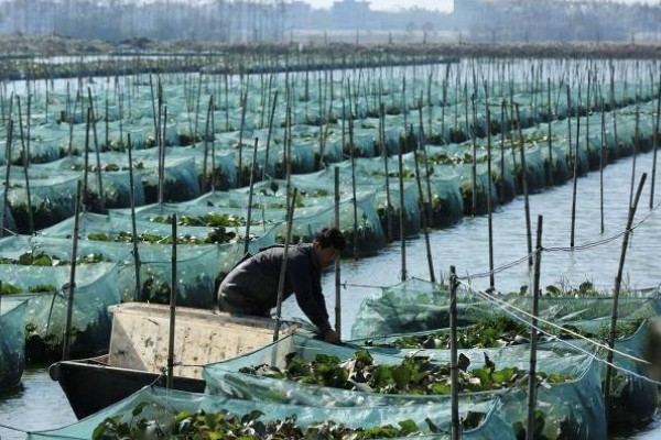 养殖黄鳝喂什么食物，以动物内脏为主、植物草料为辅