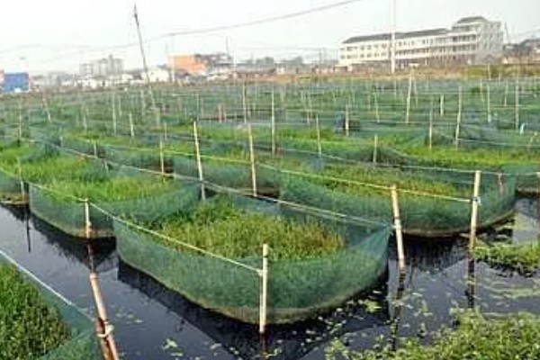 养殖黄鳝喂什么食物，以动物内脏为主、植物草料为辅