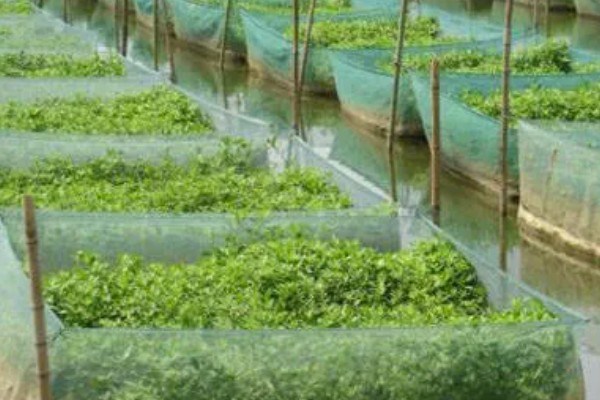 养殖黄鳝喂什么食物，以动物内脏为主、植物草料为辅