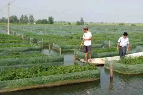 养殖黄鳝喂什么食物，以动物内脏为主、植物草料为辅