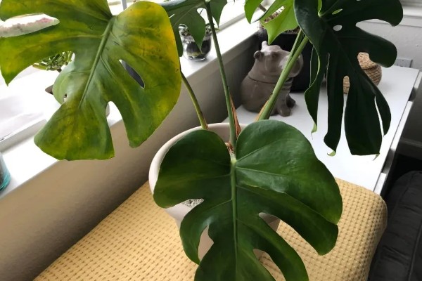龟背竹的风水寓意，代表延年益寿、转运纳福、旺财发财