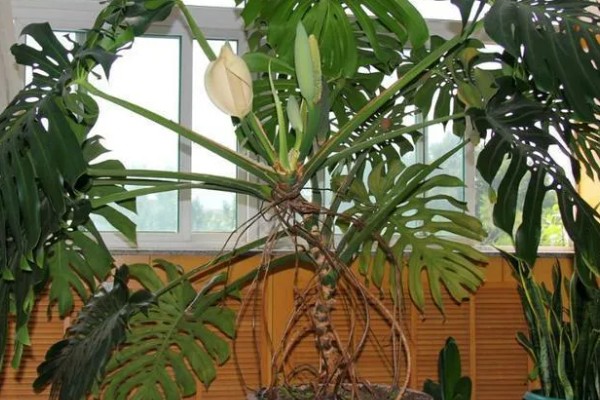 龟背竹的风水寓意，代表延年益寿、转运纳福、旺财发财