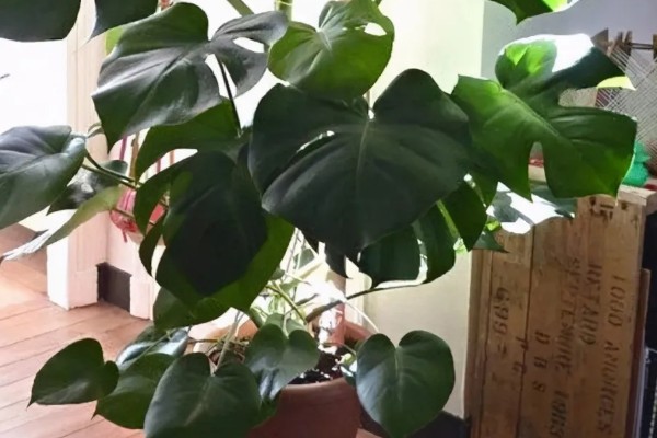龟背竹的风水寓意，代表延年益寿、转运纳福、旺财发财