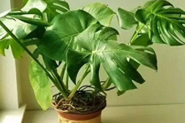 龟背竹的风水寓意，代表延年益寿、转运纳福、旺财发财