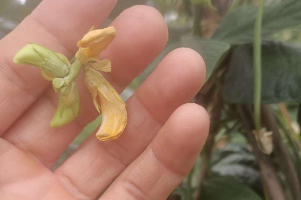 豆角掉花掉果怎么处理，尽量选择品质较好的品种