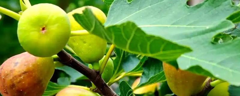 无花果有没有花，花朵隐藏在花托里面
