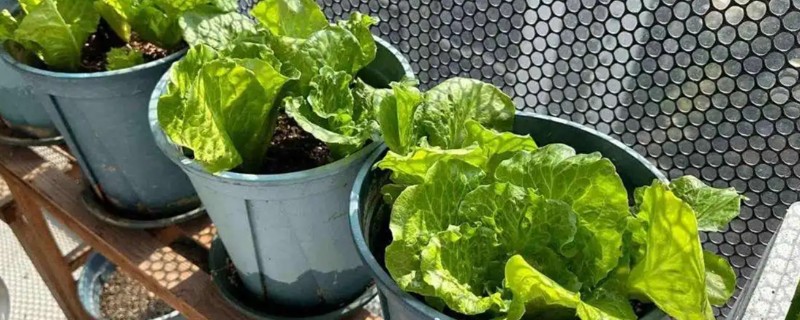 阳台种菜盆的适宜深度，取决于蔬菜根系的长度和分布范围