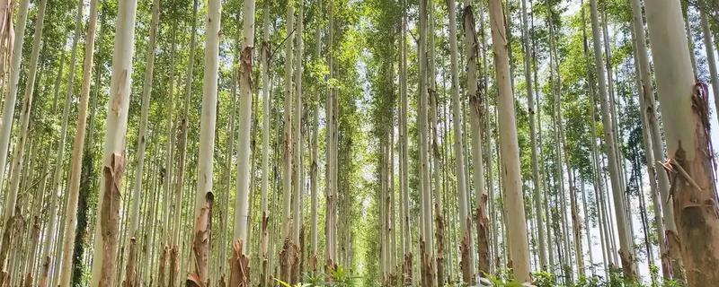 桉树如何施肥，基肥选择施复混肥料或桉树专用肥