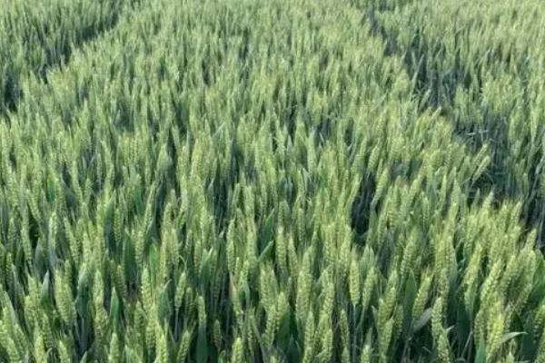 华漯麦77小麦品种的特性,每亩基本苗15-18万
