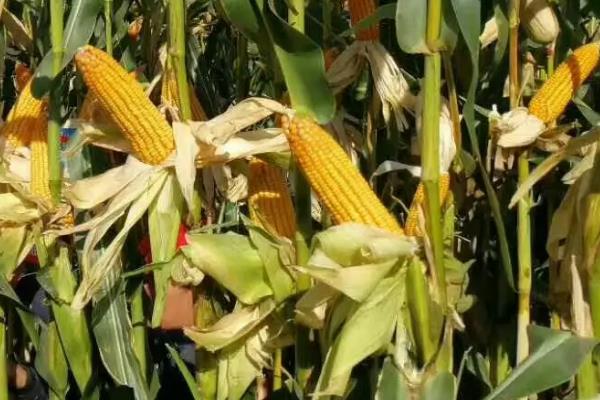 昕糯518玉米种子特征特性，4月下旬至5月上旬播种