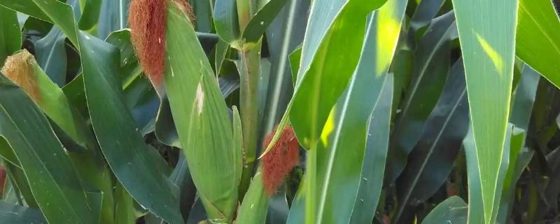 筑花甜糯88玉米品种的特性，后期注意防治大斑病和纹枯病