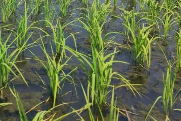 香禾优贵香水稻品种的特性,全生育期116.1天