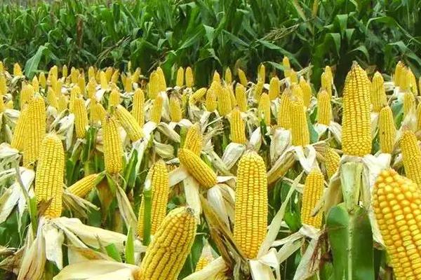 昕糯518玉米种子特征特性，4月下旬至5月上旬播种