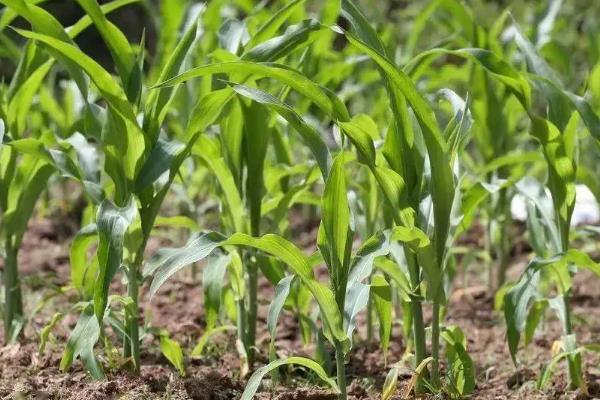 禾卡898玉米品种的特性，与对照品种隆平206熟期相当