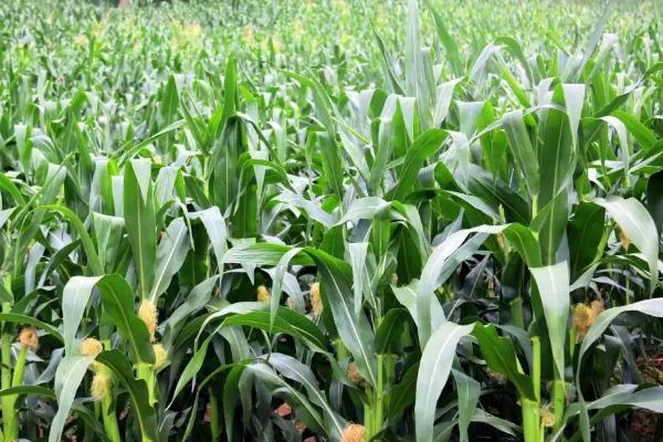 农丰108玉米种子简介,适宜密度为4000株/亩左右