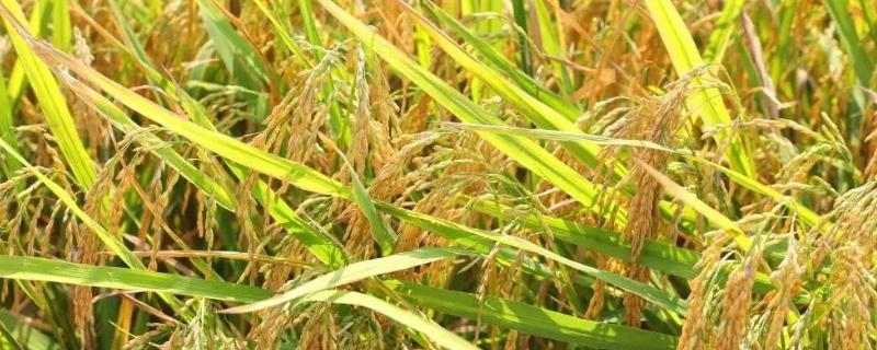 泉优691水稻品种简介，综合防治病虫害