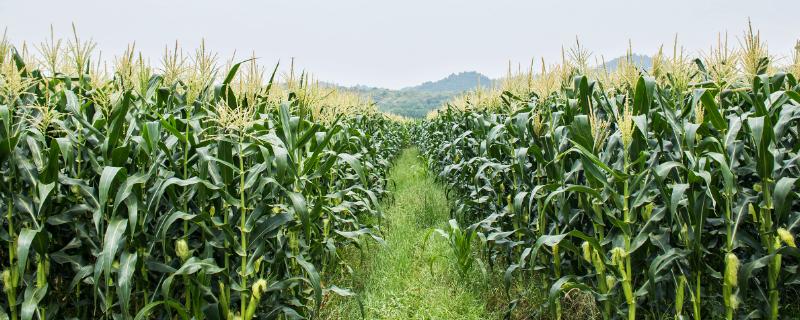 华甜玉9号玉米种子特征特性，精细播种