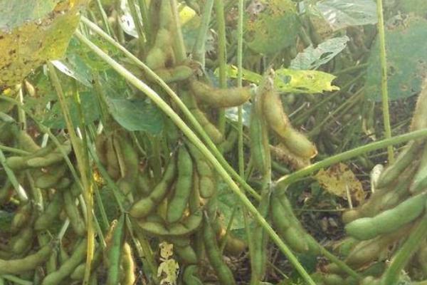东生226大豆品种的特性,8月上旬及时防治大豆食心虫