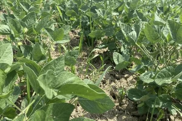 筑花甜糯88玉米品种的特性，后期注意防治大斑病和纹枯病