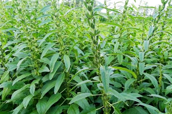 植物种子的传播方法，通过风力、水力传播