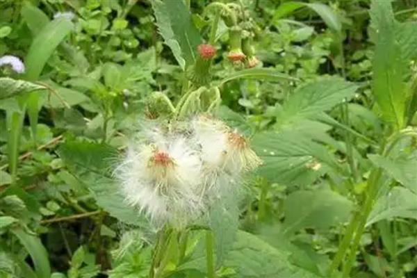 植物种子的传播方法，通过风力、水力传播