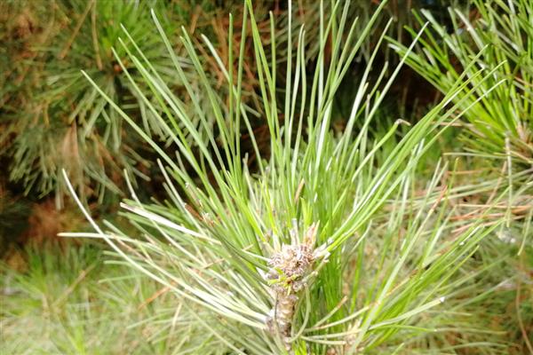 植物种子的传播方法，通过风力、水力传播