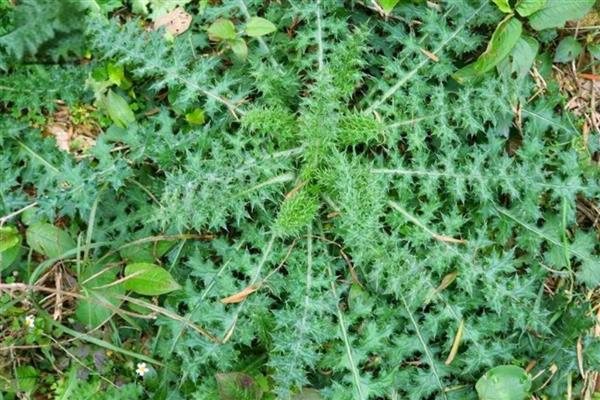 植物种子的传播方法，通过风力、水力传播