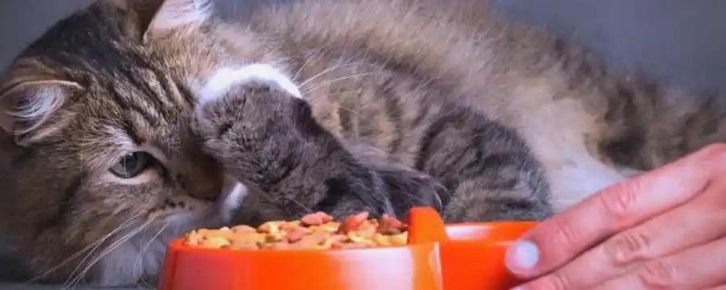 猫不爱吃饭是挑食吗，挑食的毛病主要来自铲屎官员