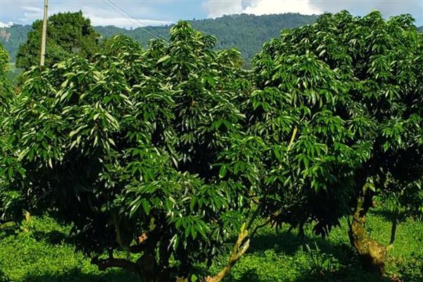 荔枝树摘果后的修剪时间,一般在每年的5-6月份进行