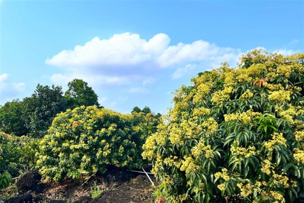 荔枝树摘果后的修剪时间,一般在每年的5-6月份进行