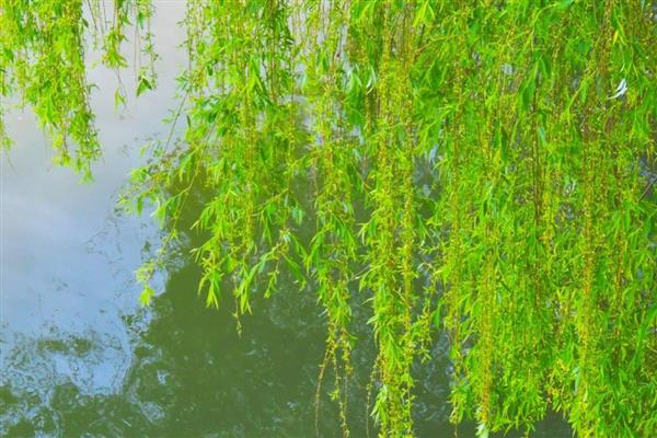 植物种子的传播方法，通过风力、水力传播