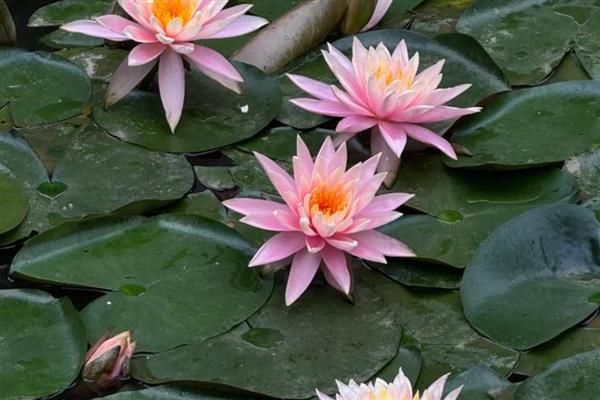 植物种子的传播方法，通过风力、水力传播